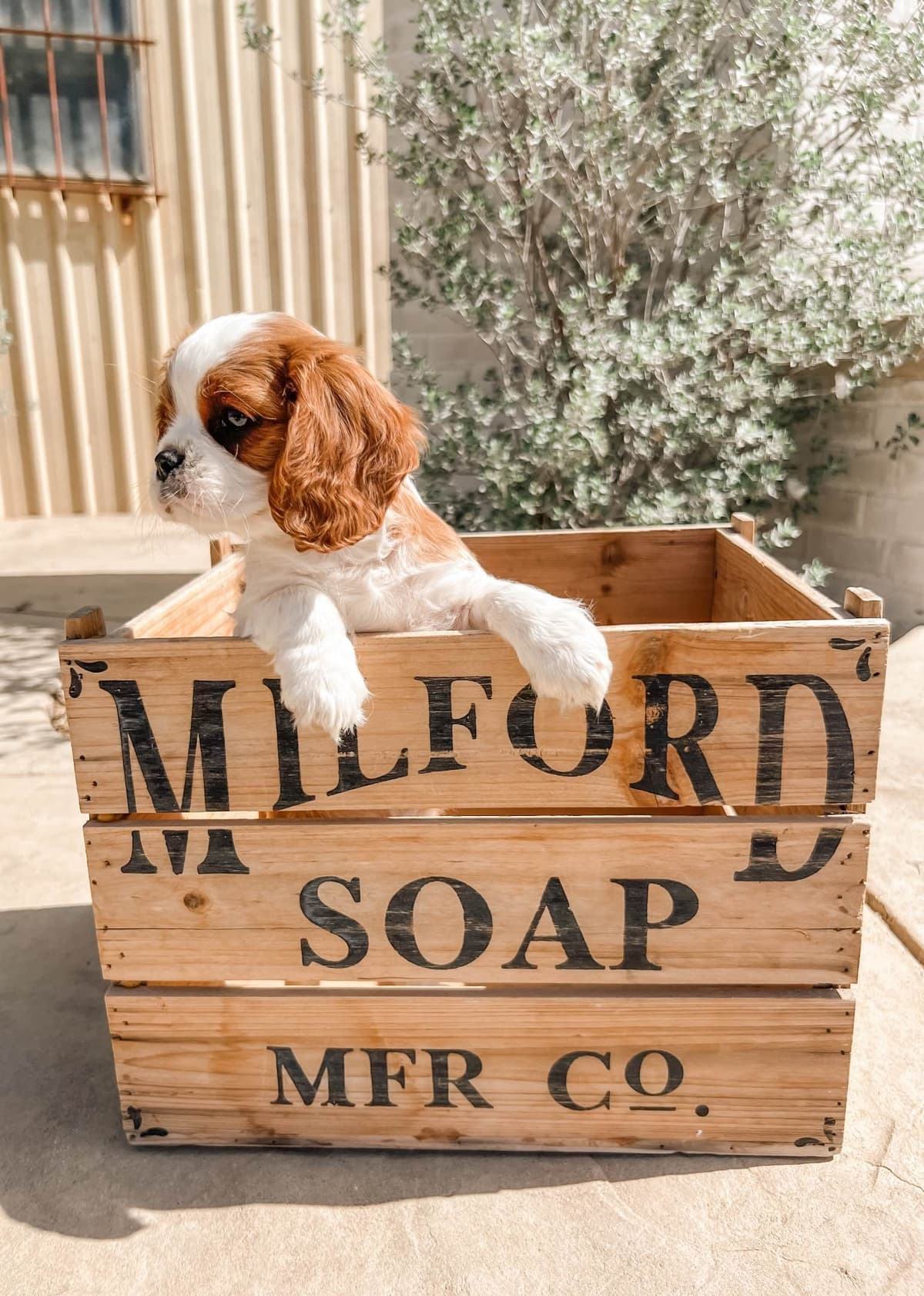 Cavalier King Charles Spaniel Puppies breeder image 6
