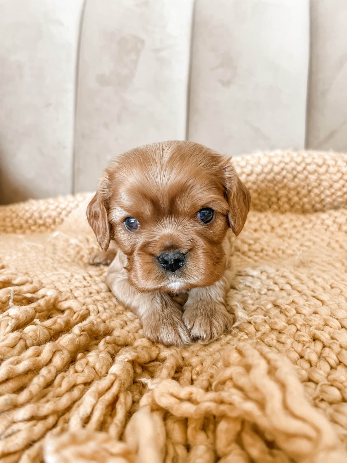 Cavalier King Charles Spaniel Puppies breeder image 7