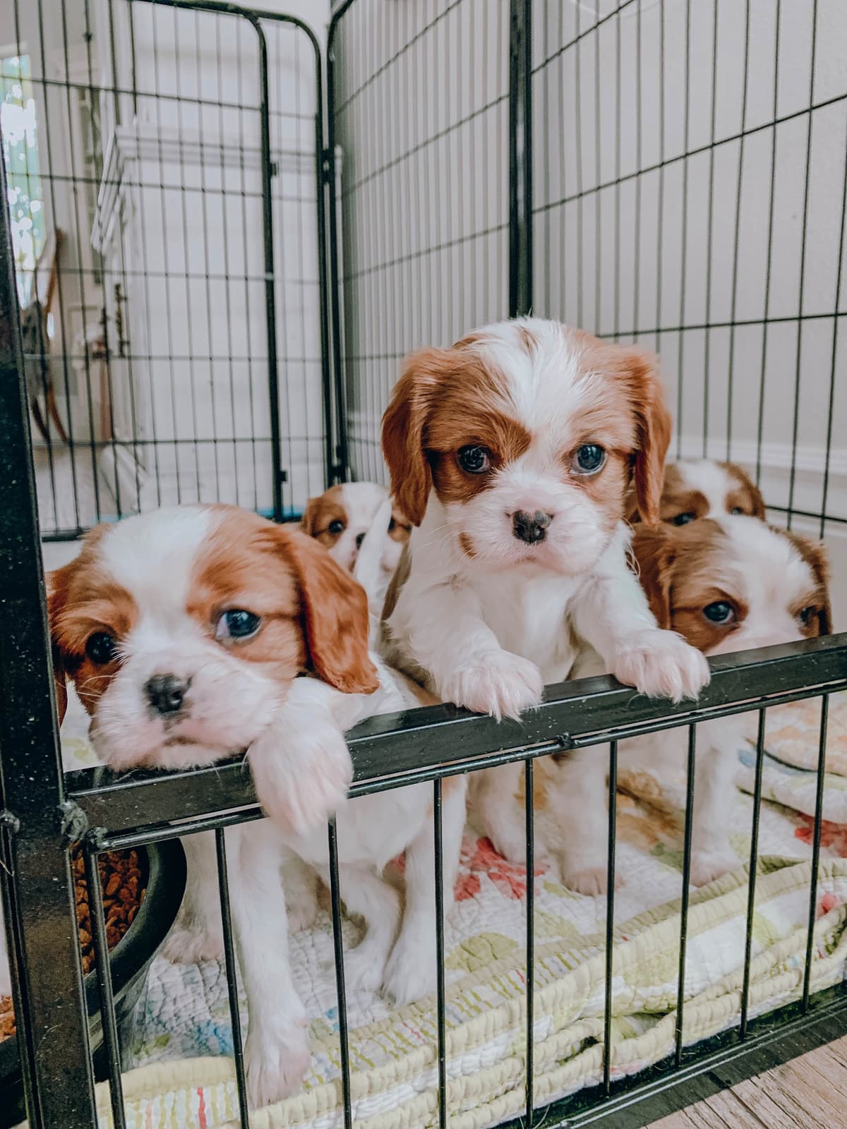 Cavalier King Charles Spaniel Puppies breeder image 8