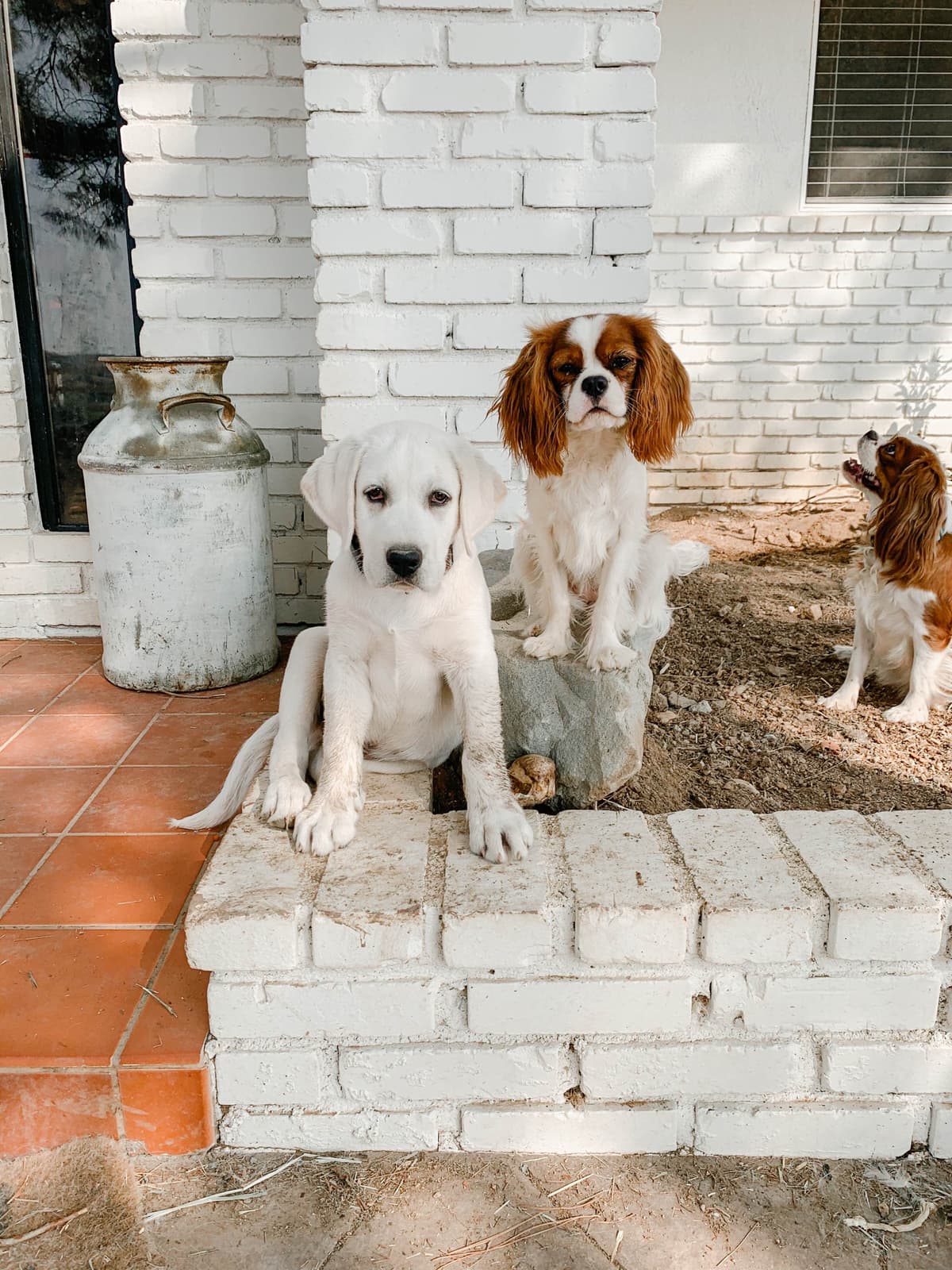 Cavalier King Charles Spaniel Puppies breeder image 1