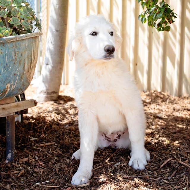 Great Pyrenees Puppies media 3