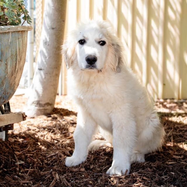 Great Pyrenees Puppies media 4
