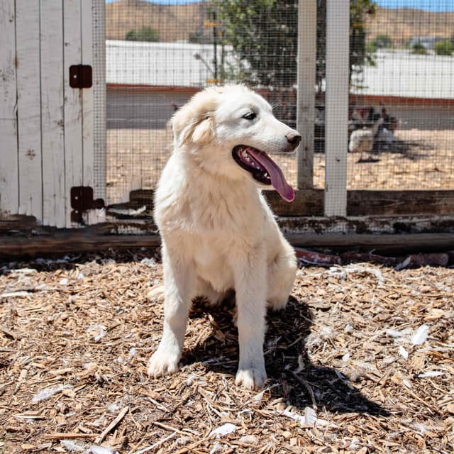 Great Pyrenees Puppies media 2