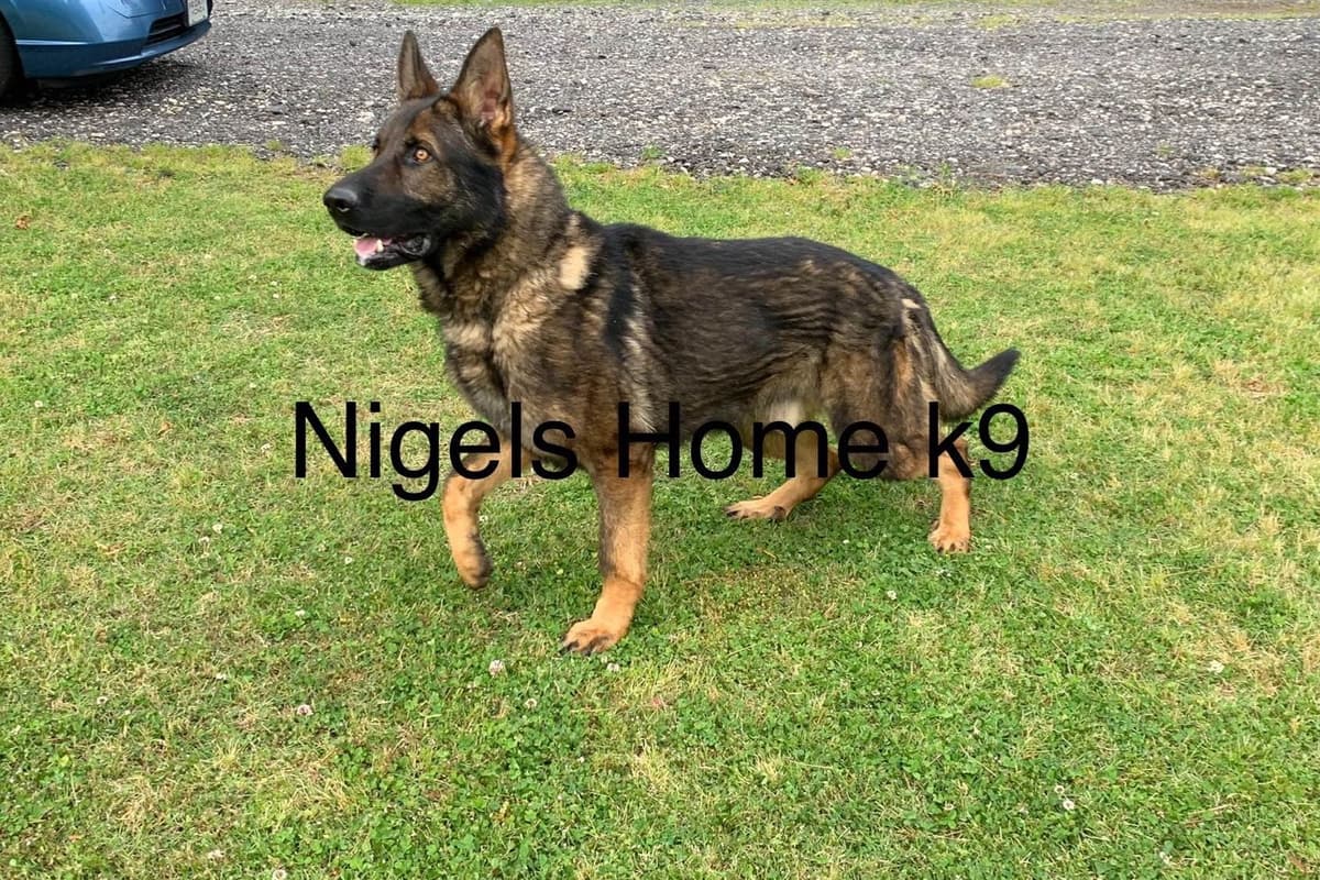 DDR German Shepherd Pups from Imported Parents breeder image 1