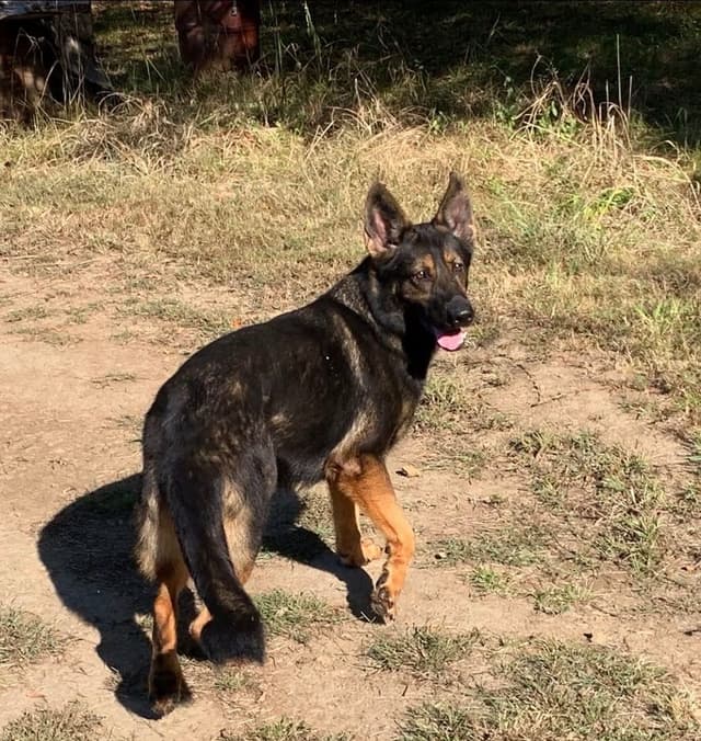 DDR German Shepherd Pups from Imported Parents media 6
