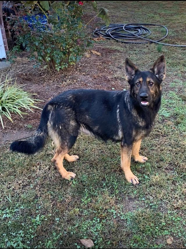 DDR German Shepherd Pups from Imported Parents media 4