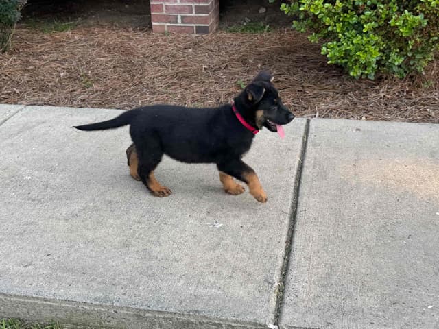 DDR German Shepherd Pups from Imported Parents media 3