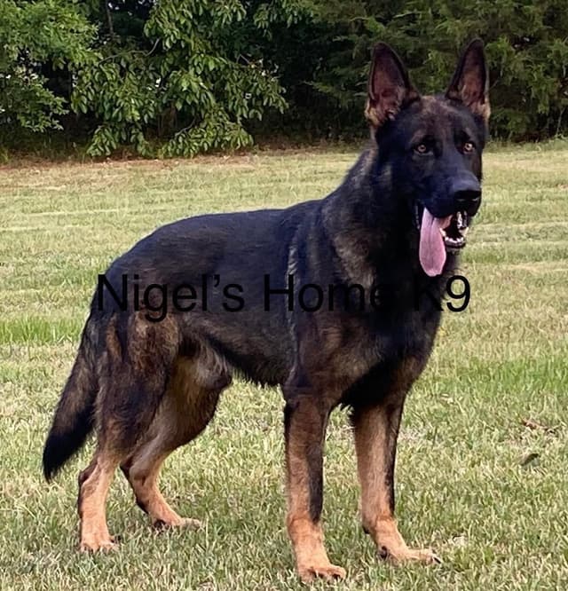 DDR German Shepherd Pups from Imported Parents media 5
