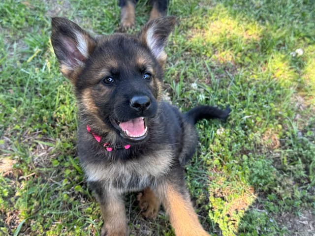 DDR German Shepherd Pups from Imported Parents media 7