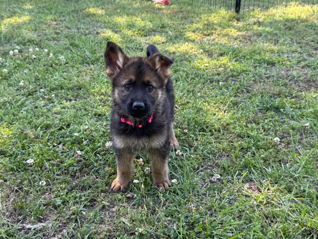 DDR German Shepherd Pups from Imported Parents media 8