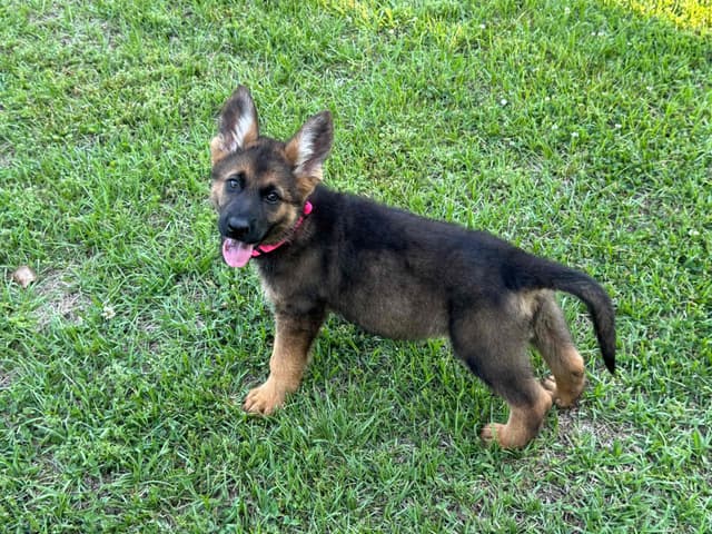 DDR German Shepherd Pups from Imported Parents media 2