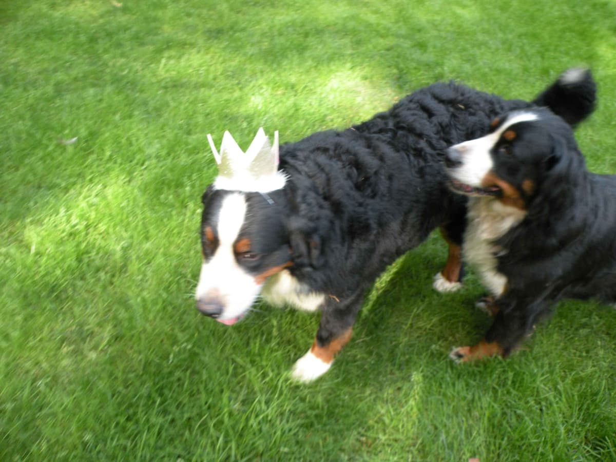 Bernese Mountain Dog Puppies breeder image 6
