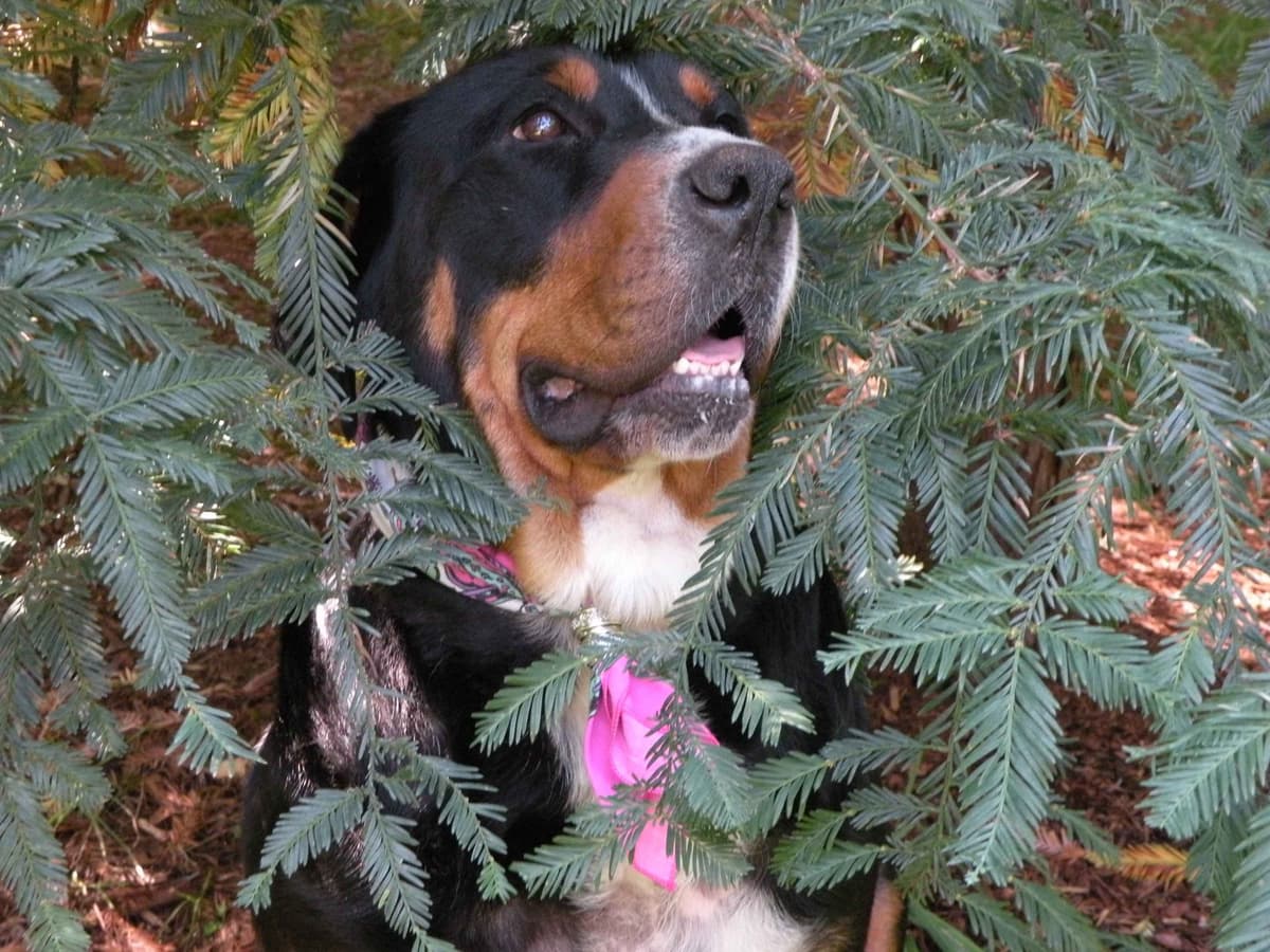 Bernese Mountain Dog Puppies breeder image 8