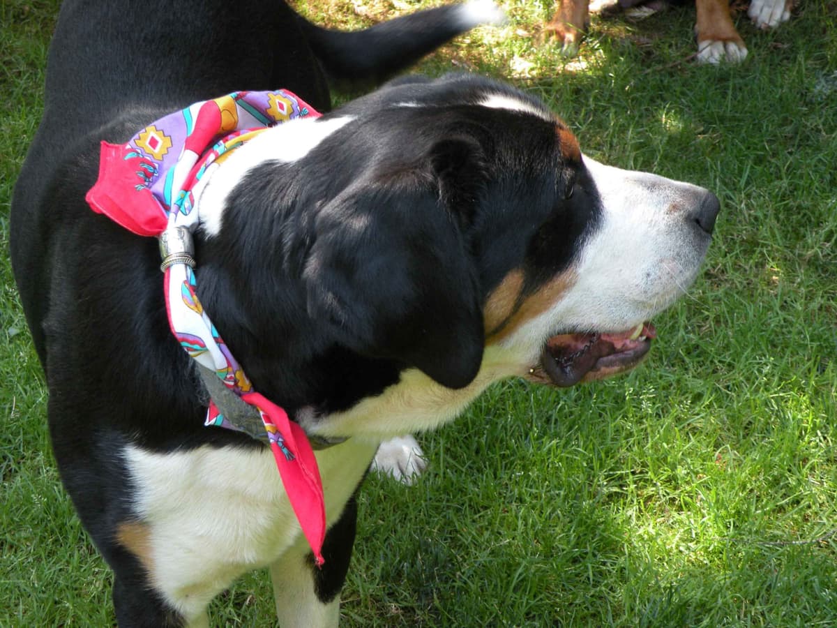 Bernese Mountain Dog Puppies breeder image 9