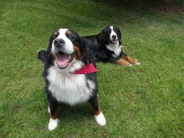 Bernese Mountain Dog Puppies media 2