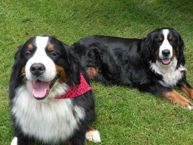 Bernese Mountain Dog Puppies media 3