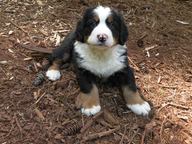 Bernese Mountain Dog Puppies media 4