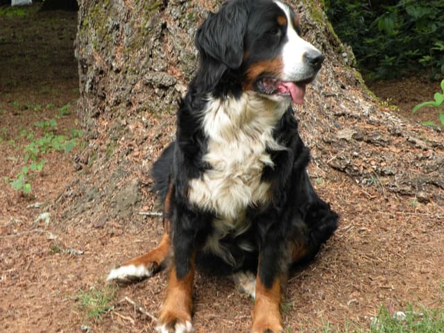 Bernese Mountain Dog Puppies media 6