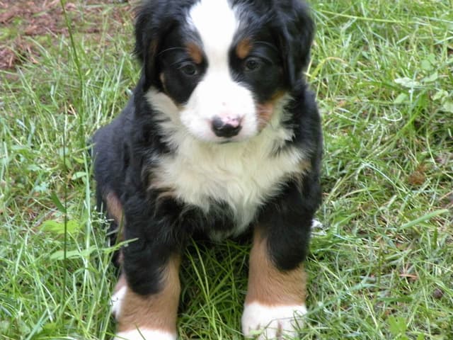 Bernese Mountain Dog Puppies media 7
