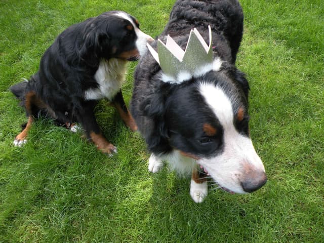 Bernese Mountain Dog Puppies media 8