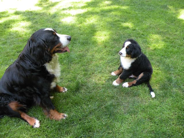 Bernese Mountain Dog Puppies media 9