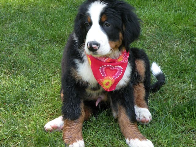 Bernese Mountain Dog Puppies media 11