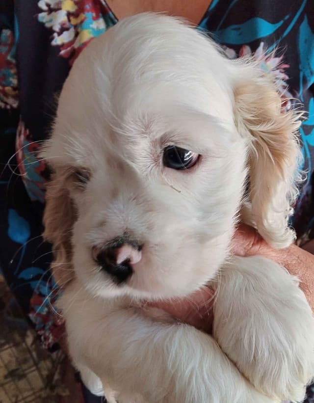 Cocker Spaniel Puppies media 3