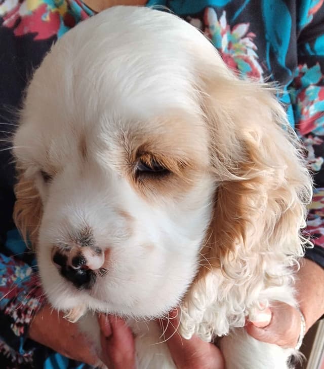 Cocker Spaniel Puppies media 4
