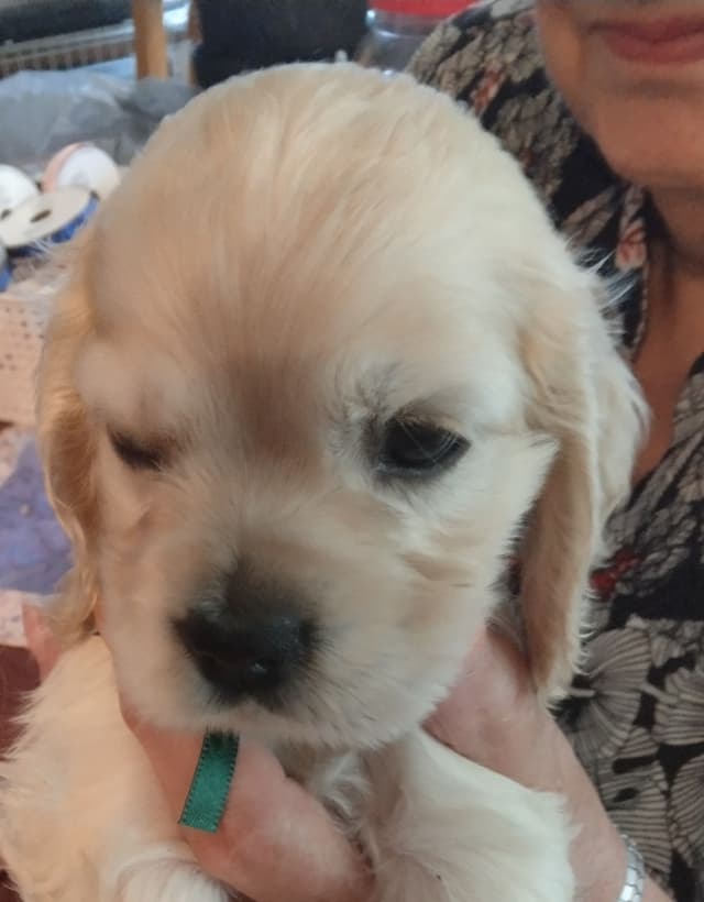 Cocker Spaniel Puppies media 2