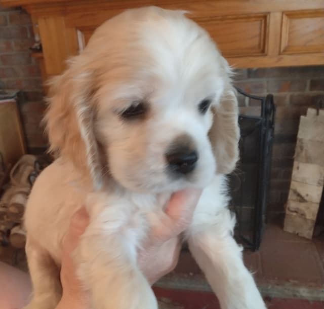 Cocker Spaniel Puppies media 3
