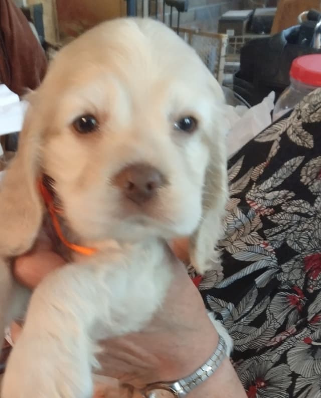 Cocker Spaniel Puppies media 4