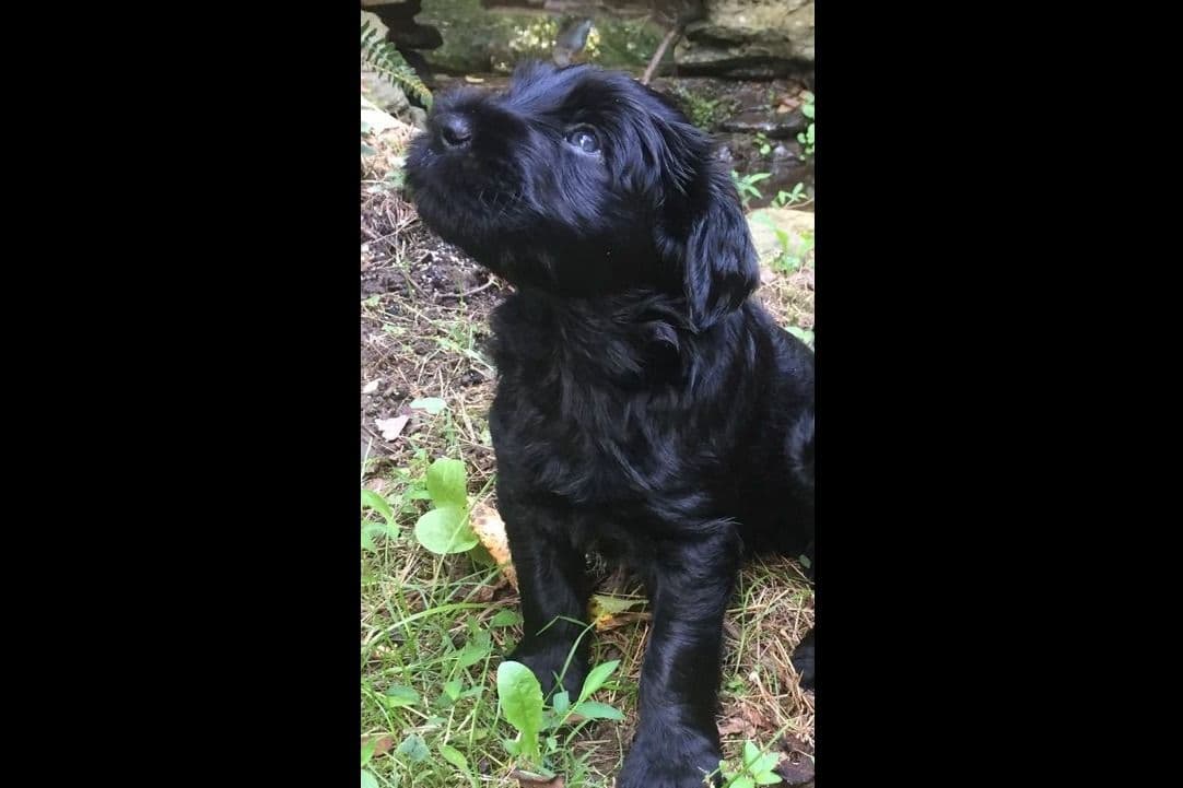Portuguese Water Dog Female puppies. breeder image 1