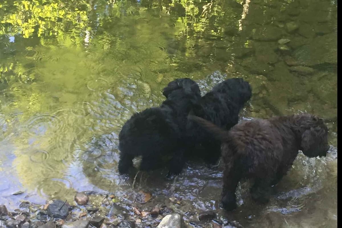 Portuguese Water Dog Female puppies. breeder image 2