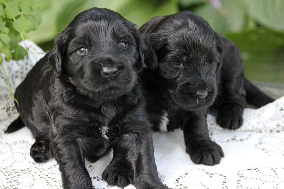 Portuguese Water Dog Female puppies. breeder image 3