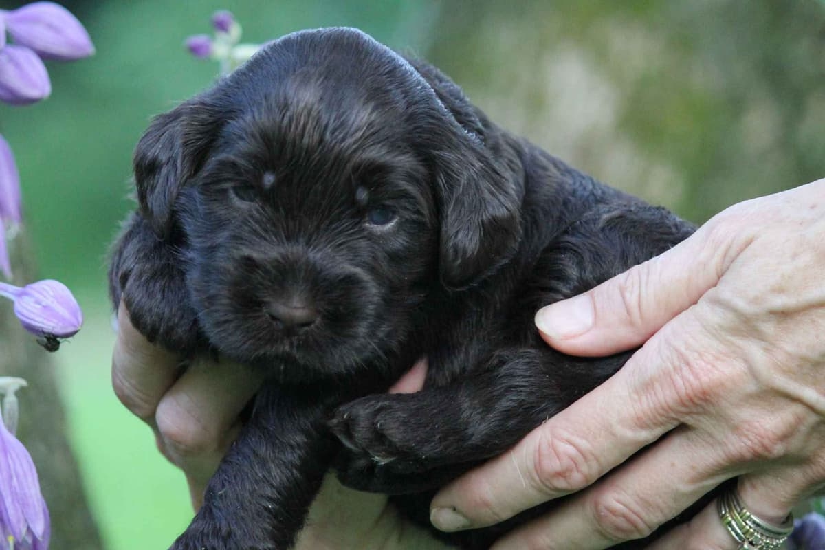 Portuguese Water Dog Female puppies. breeder image 4