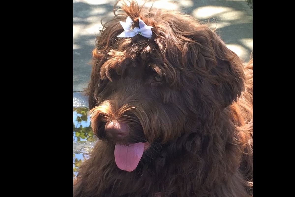 Portuguese Water Dog Female puppies. breeder image 5