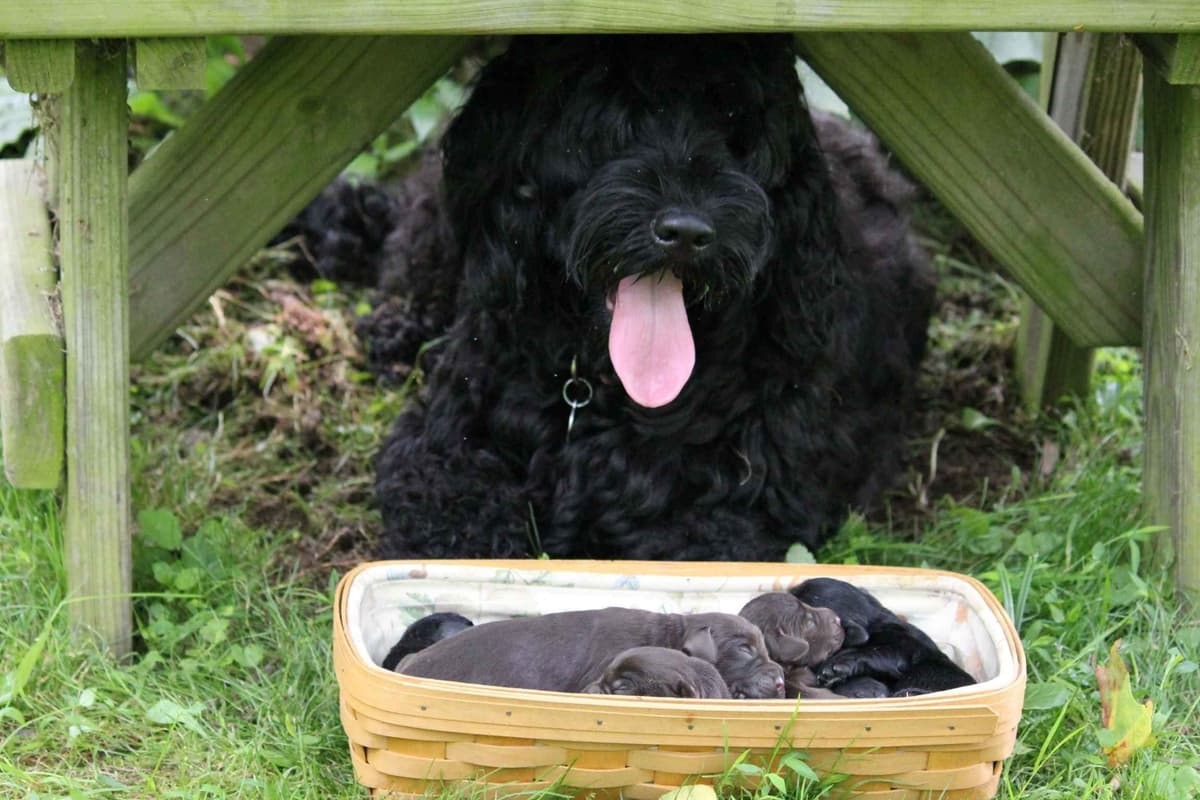 Portuguese Water Dog Female puppies. breeder image 6
