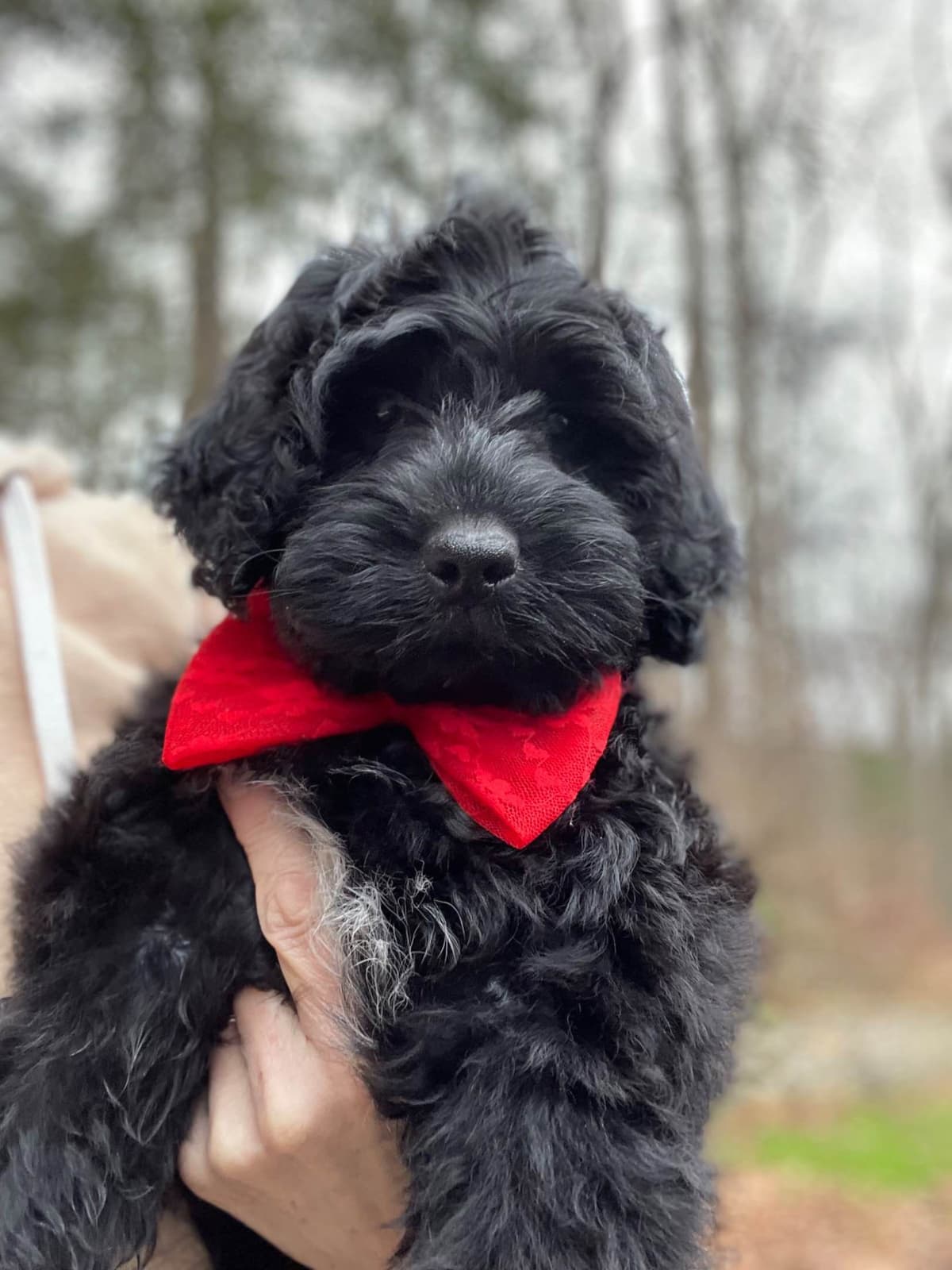 Portuguese Water Dog Female puppies. breeder image 7