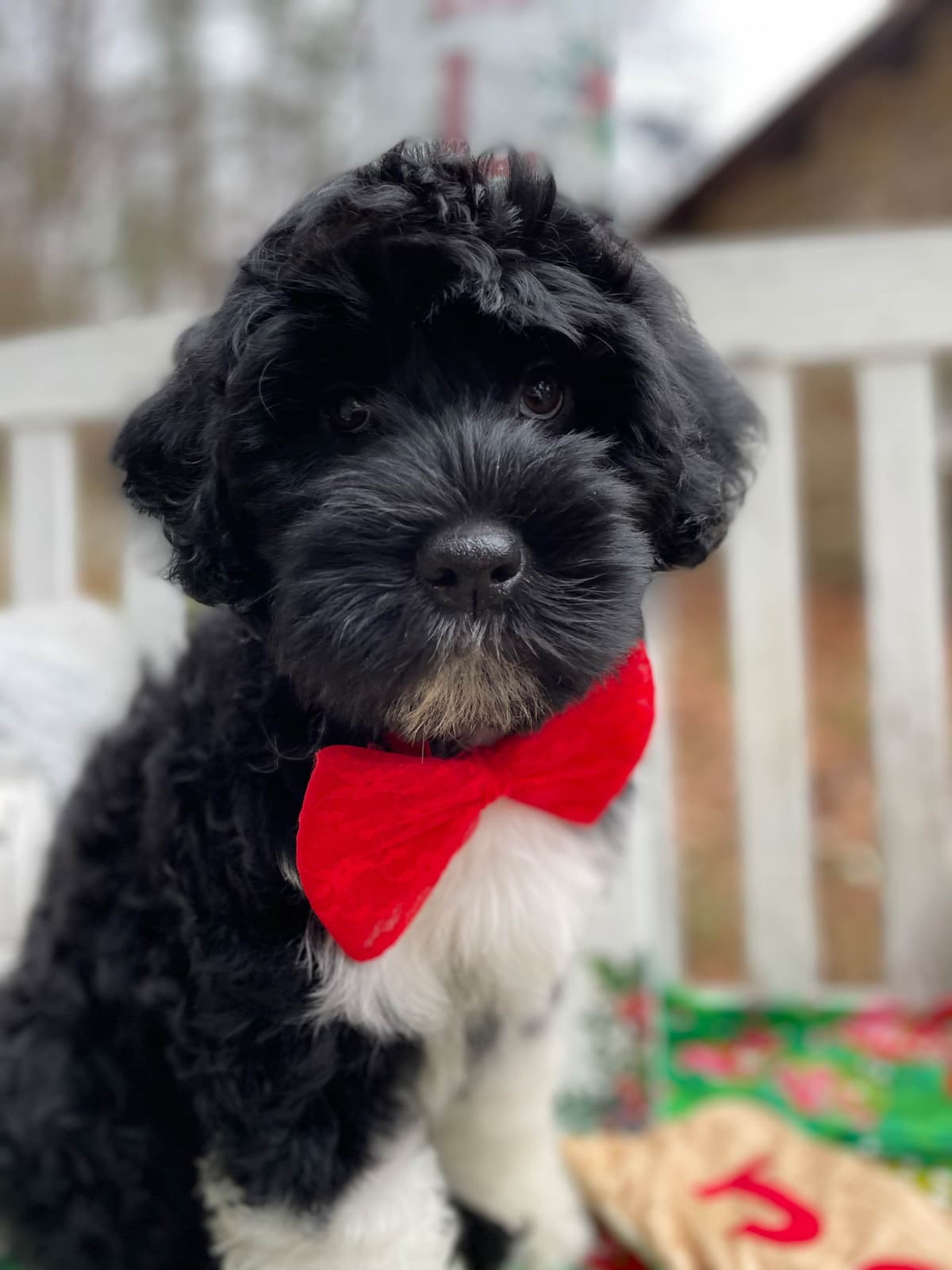 Portuguese Water Dog Female puppies. breeder image 8