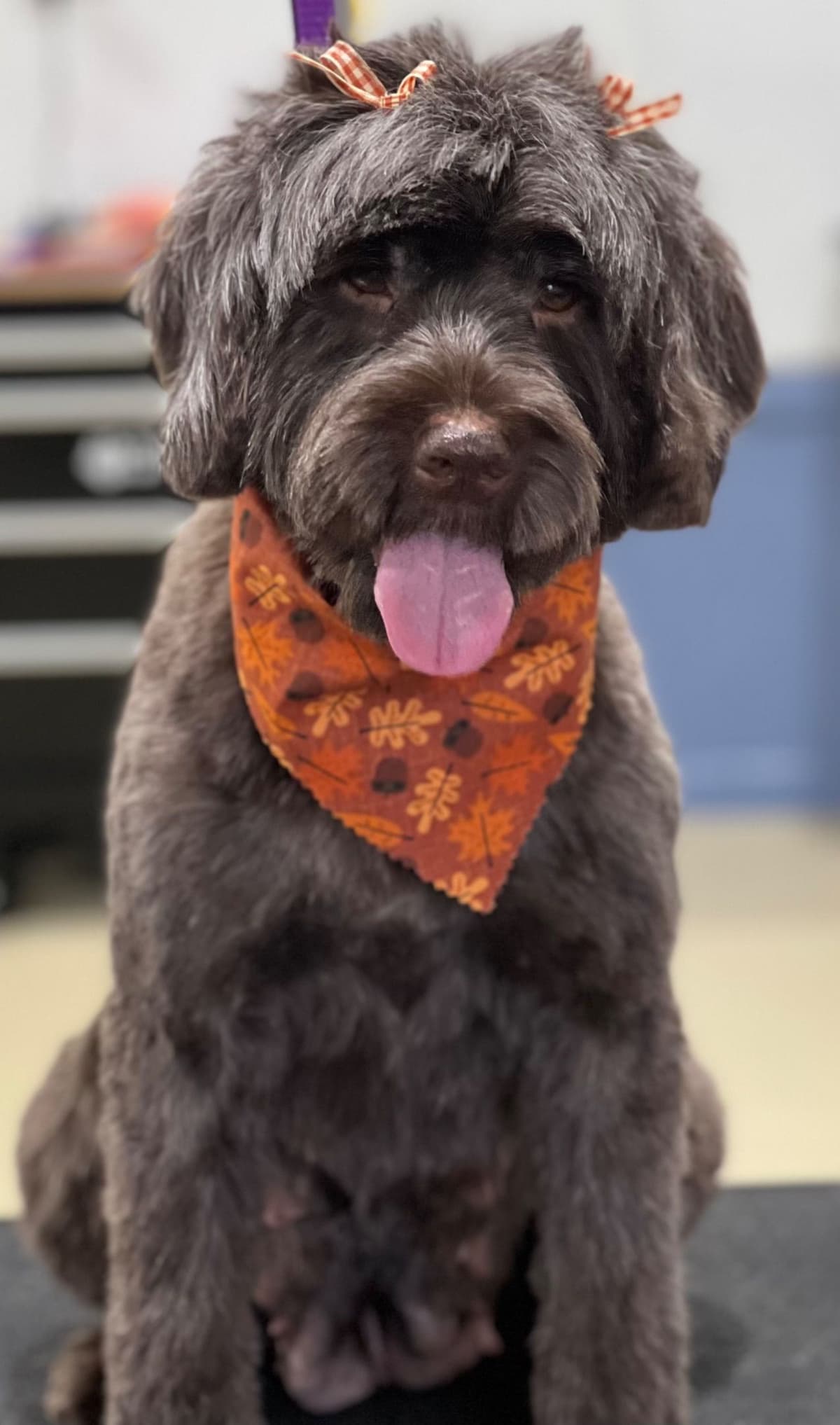 Portuguese Water Dog Female puppies. breeder image 9