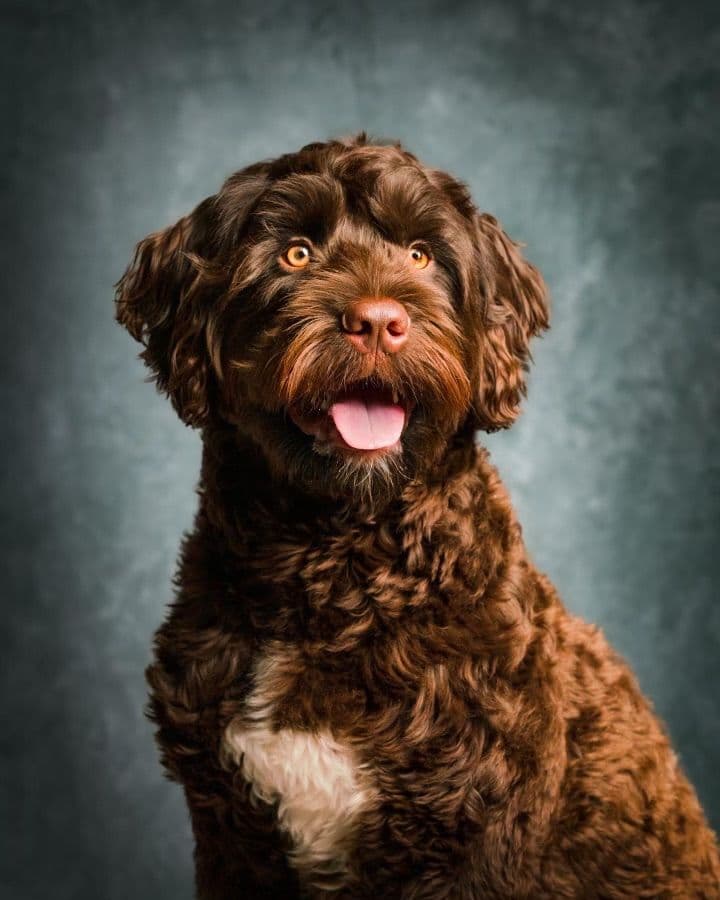 Portuguese Water Dog Female puppies. breeder image 11