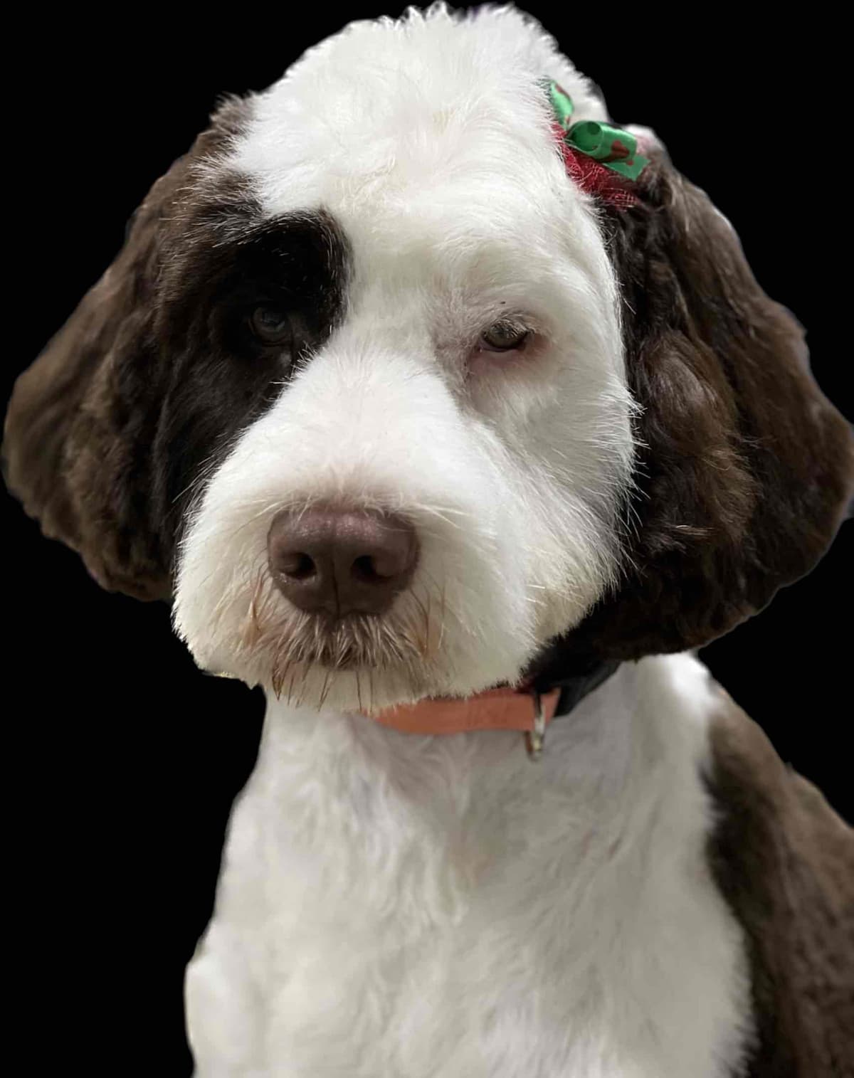 Portuguese Water Dog Female puppies. breeder image 12
