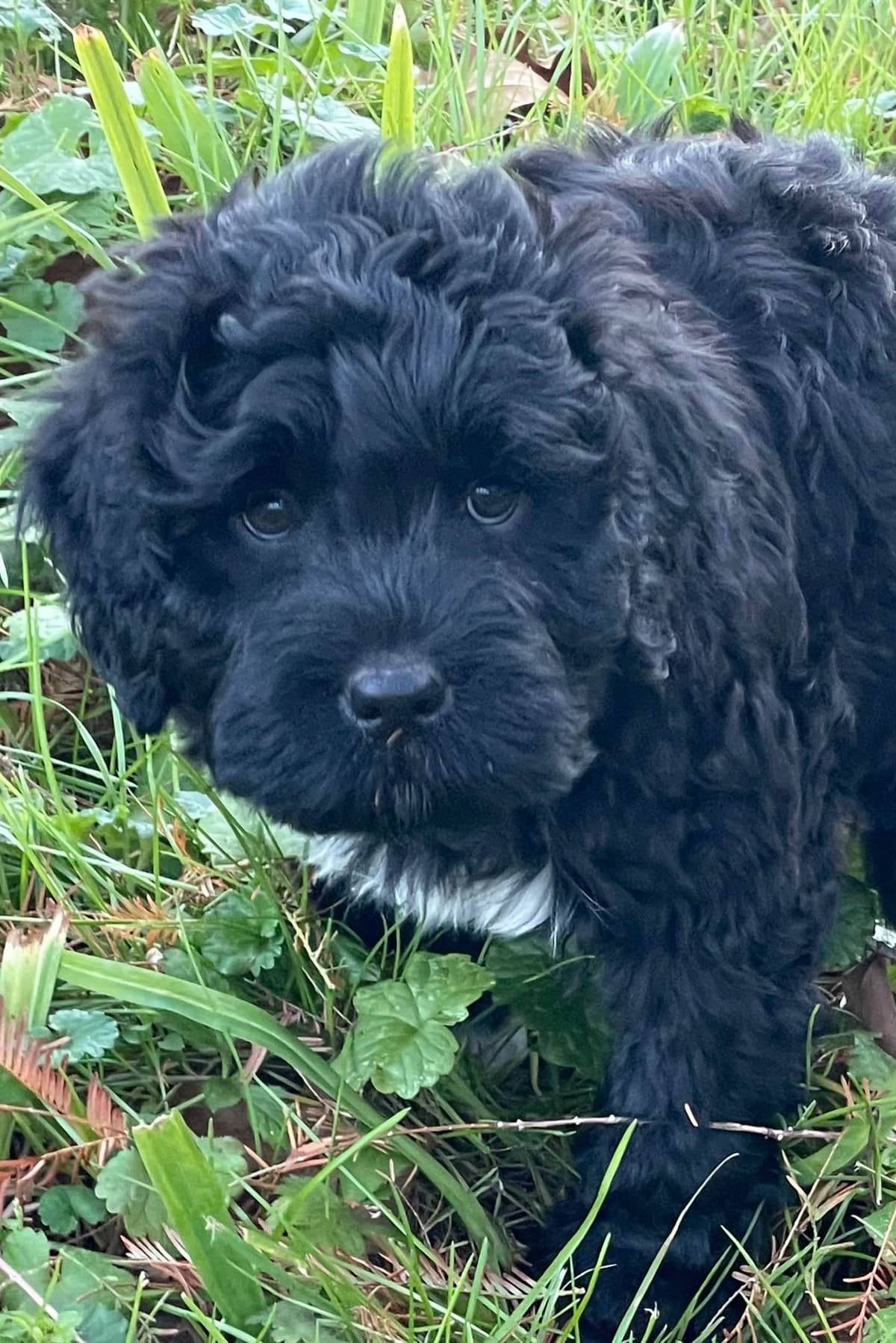 Portuguese Water Dog Female puppies. breeder image 14