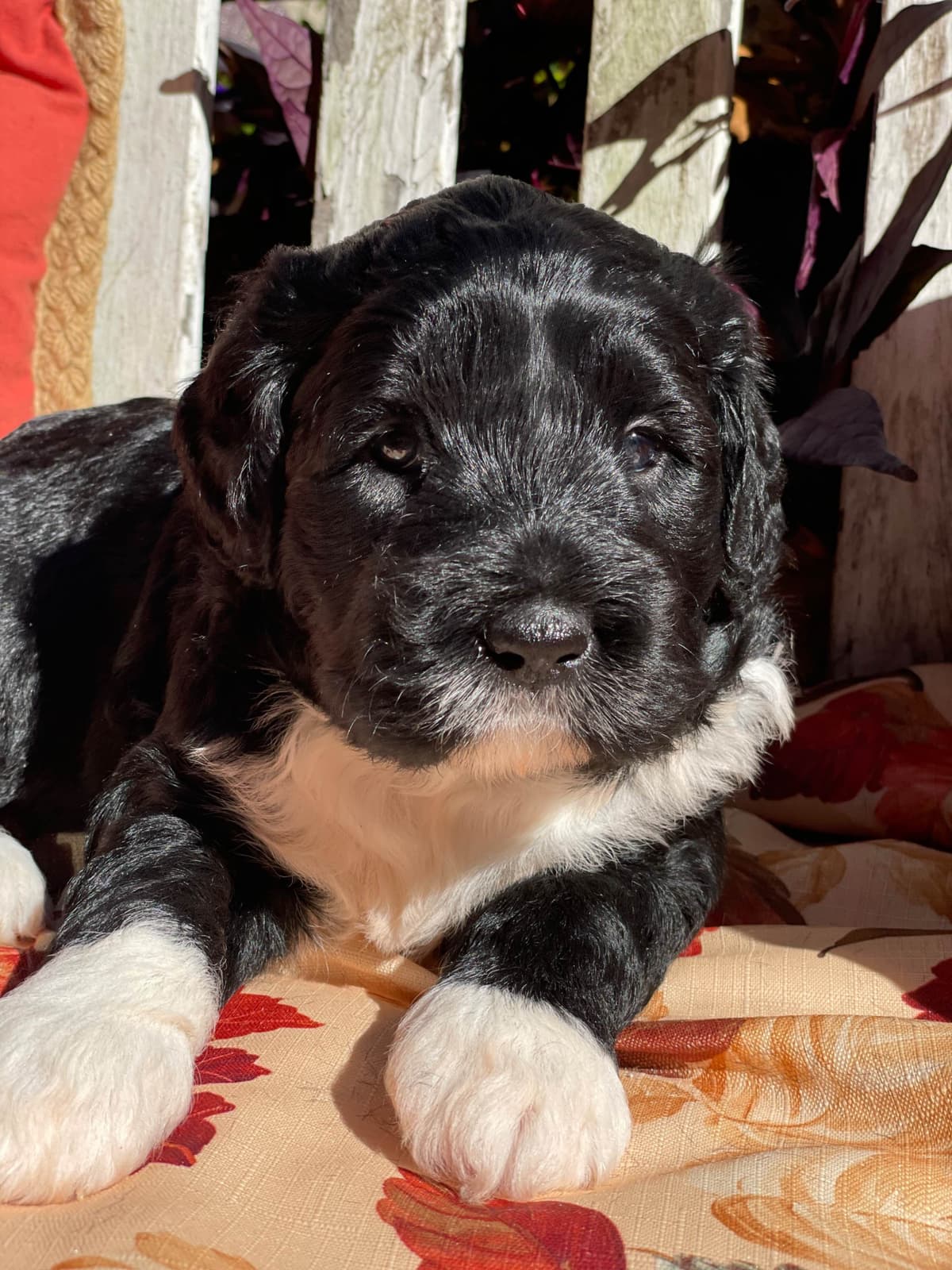 Portuguese Water Dog Female puppies. breeder image 16