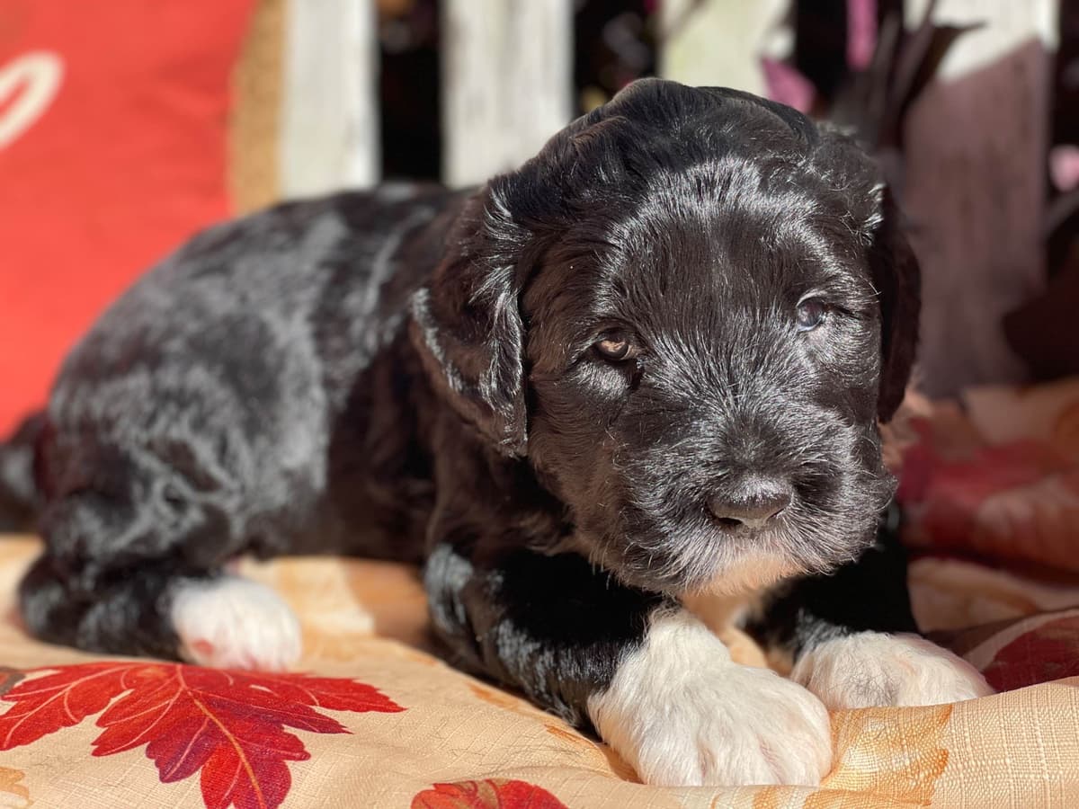 Portuguese Water Dog Female puppies. breeder image 17