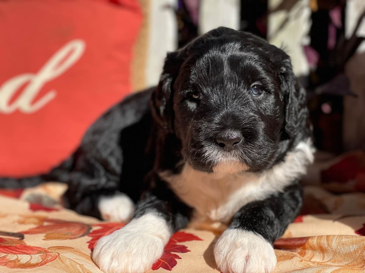 Portuguese Water Dog Female puppies. breeder image 18