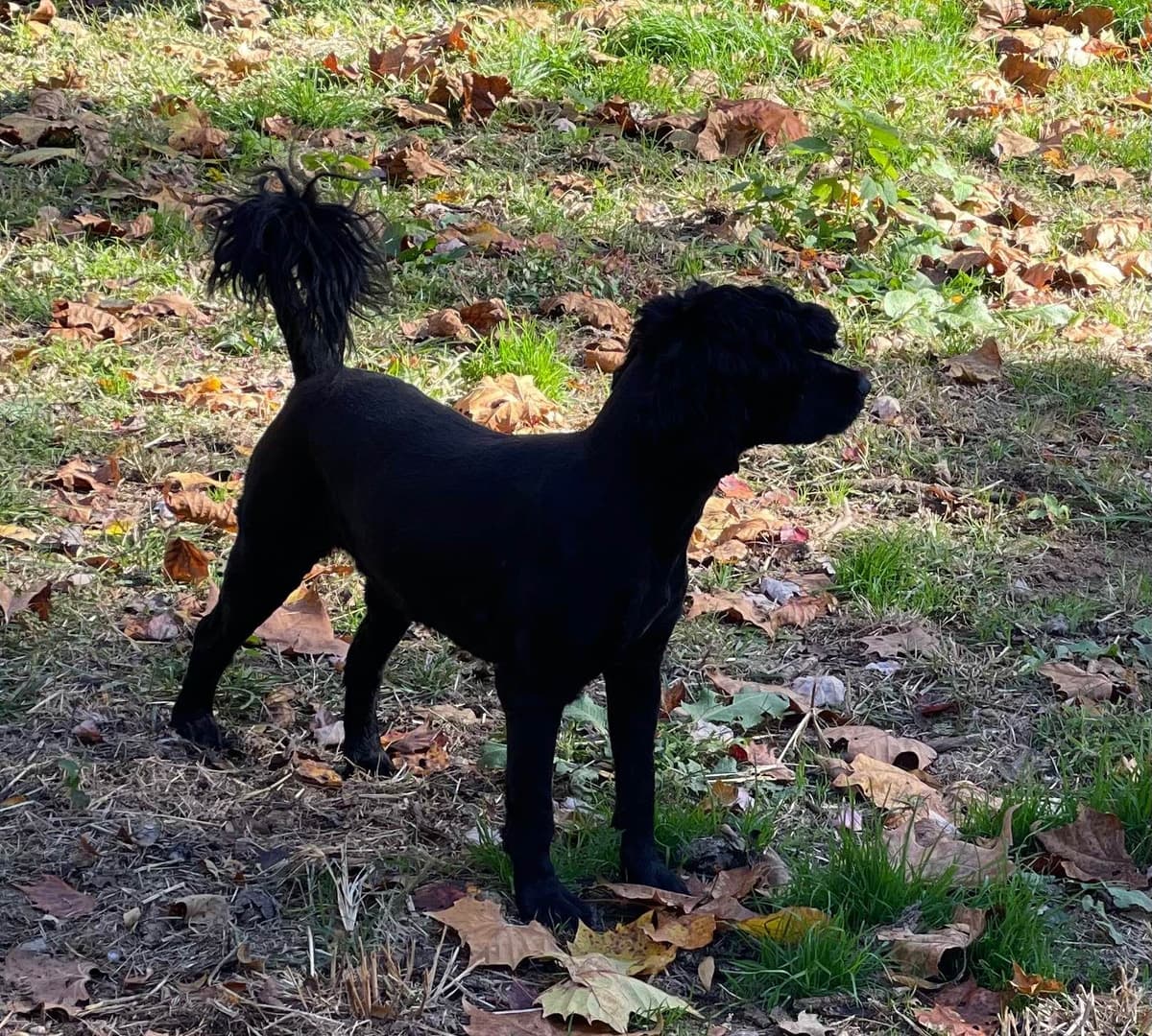 Portuguese Water Dog Female puppies. breeder image 19