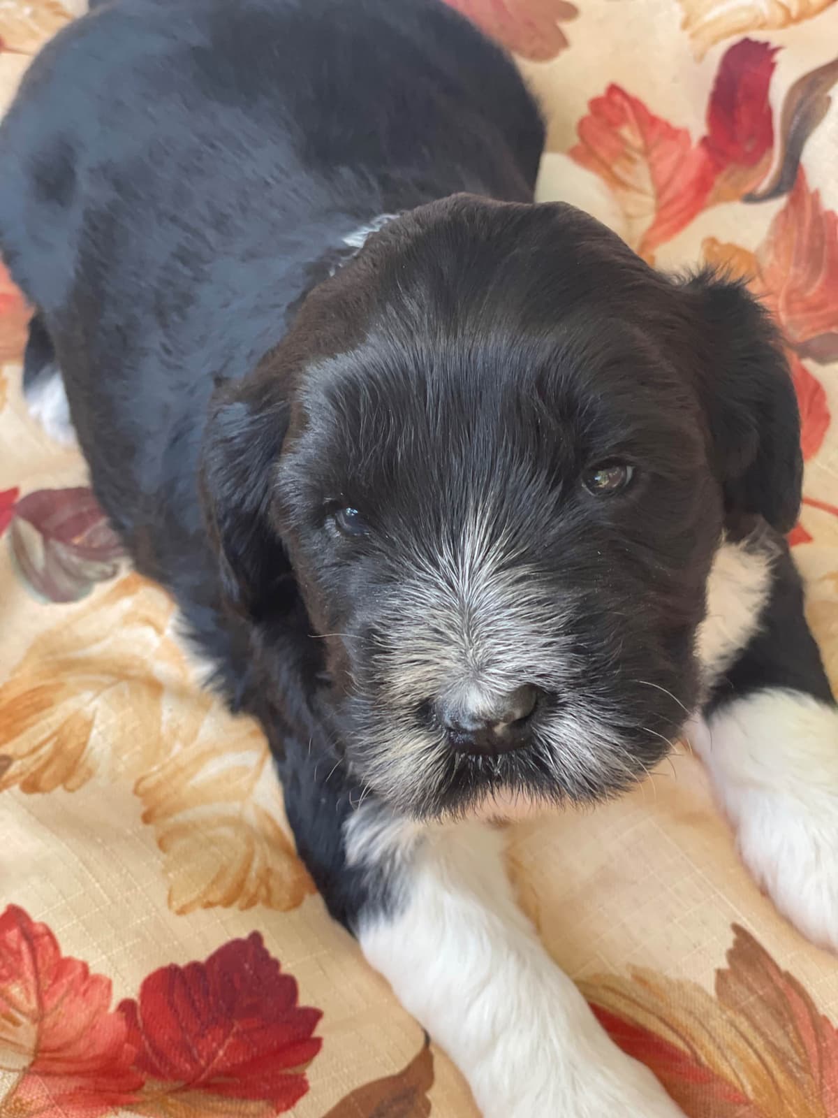 Portuguese Water Dog Female puppies. breeder image 20
