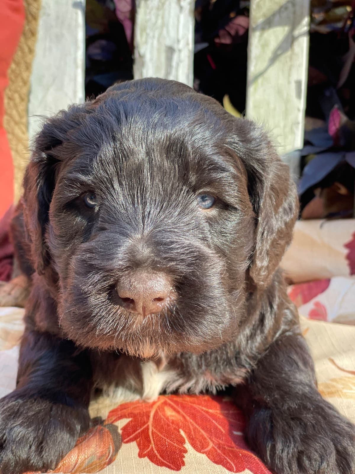 Portuguese Water Dog Female puppies. breeder image 21