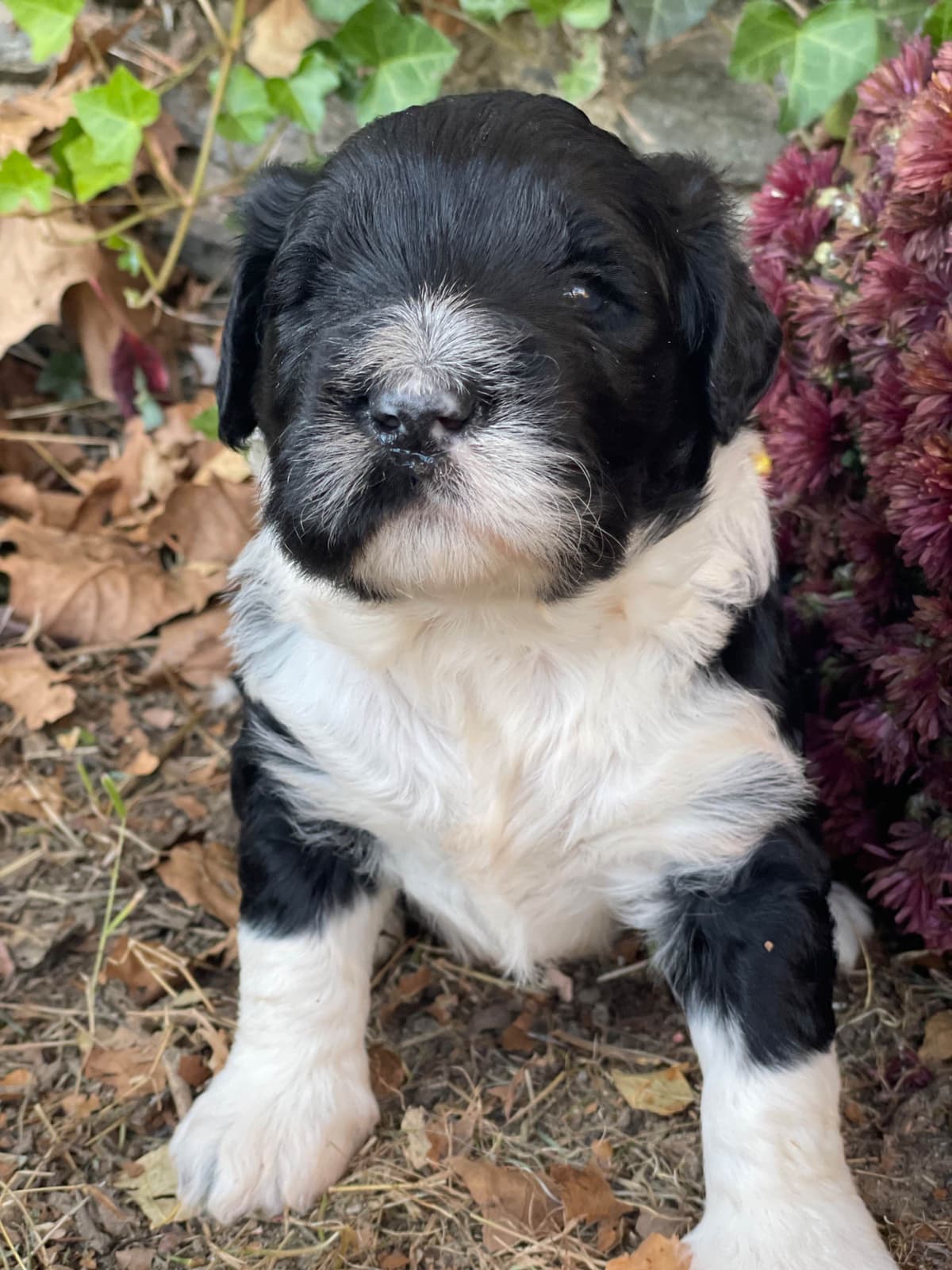 Portuguese Water Dog Female puppies. breeder image 22